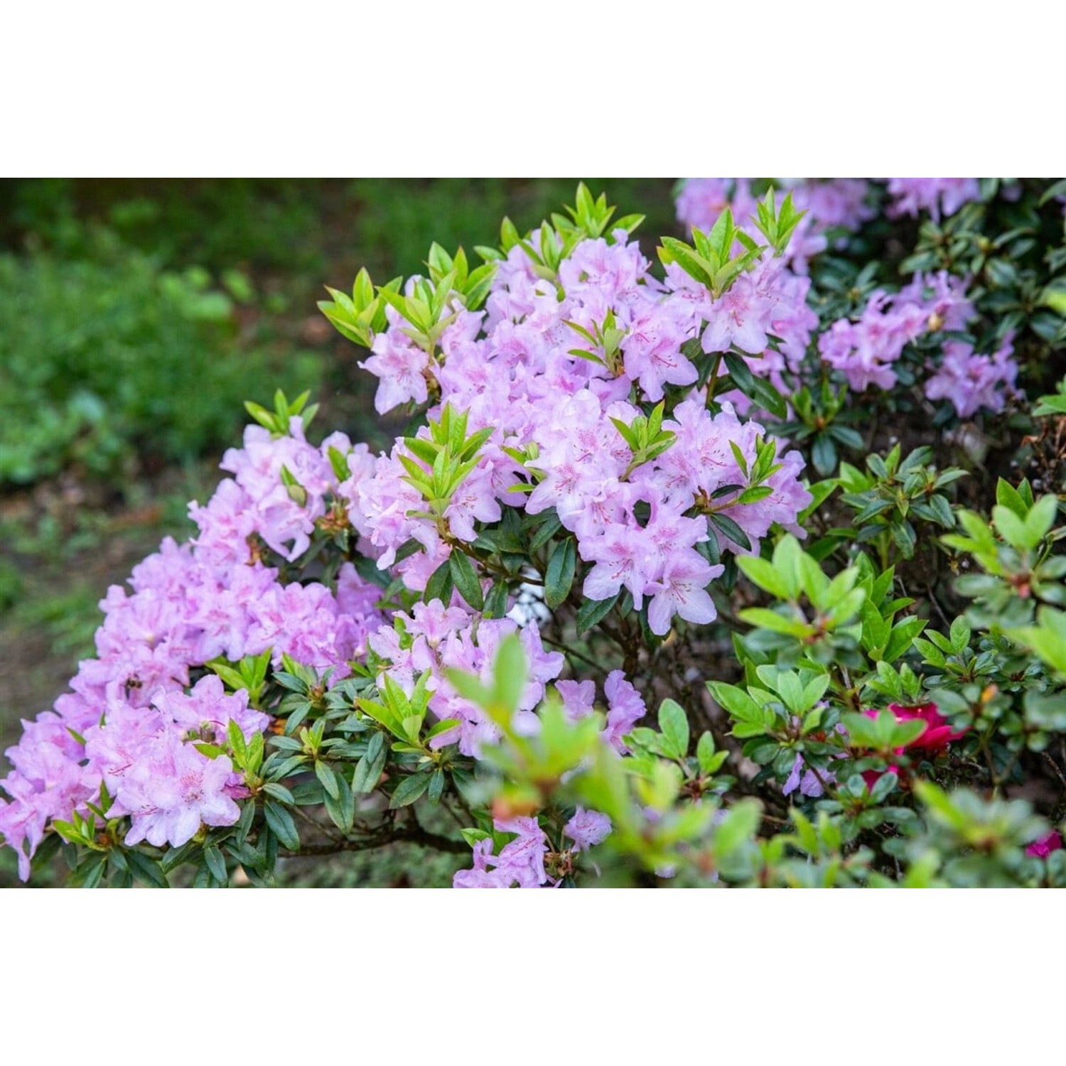 Rhododendron Obtusum Blue Danube Azalee Blauviolett 20–25 cm günstig online kaufen