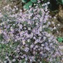Herzblatt-Aster 'Blütenregen' im Topf, lavendelblaue Blüten, ca. 11x11 cm. Winterharte Staude für Beet und Rabatte.