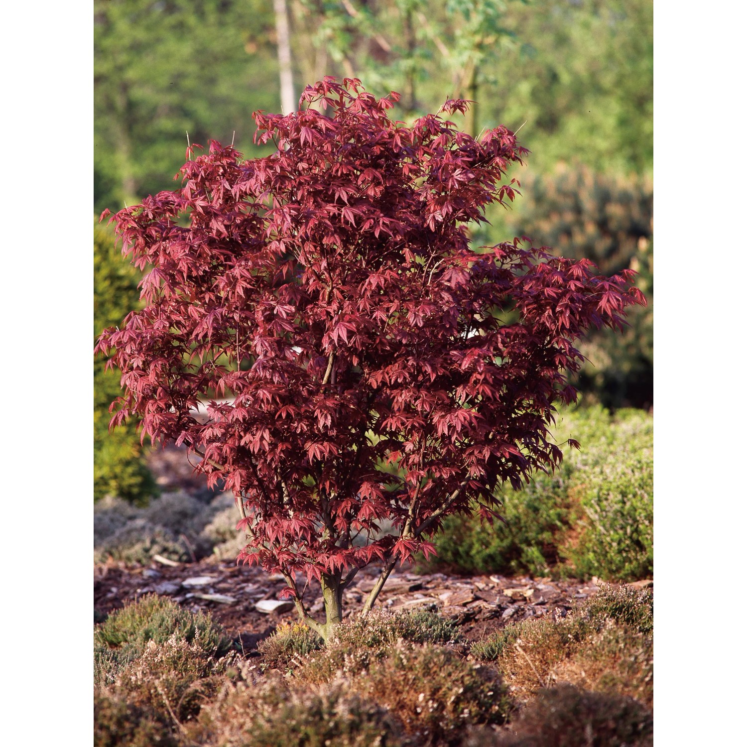 GROW by OBI Japanischer Ahorn Acer palmatum 'Bloodgood' 110 cm 15 l kaufen  bei OBI