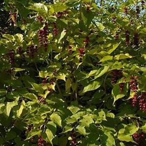 Leycesterie Leycesteria formosa 40 bis 50 cm im Container Vogelnährgehölz