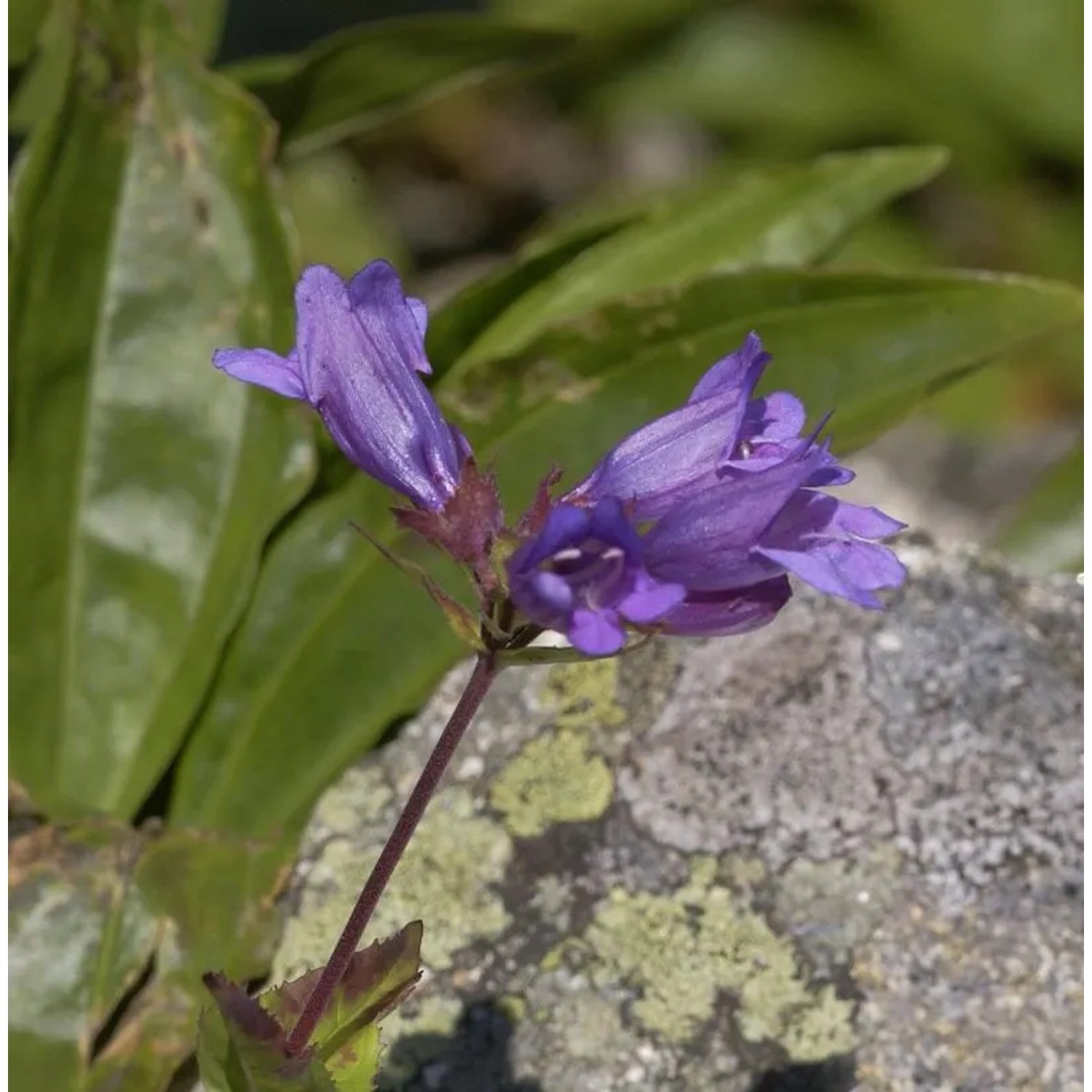 Berg-Bartfaden - Penstemon alpinus