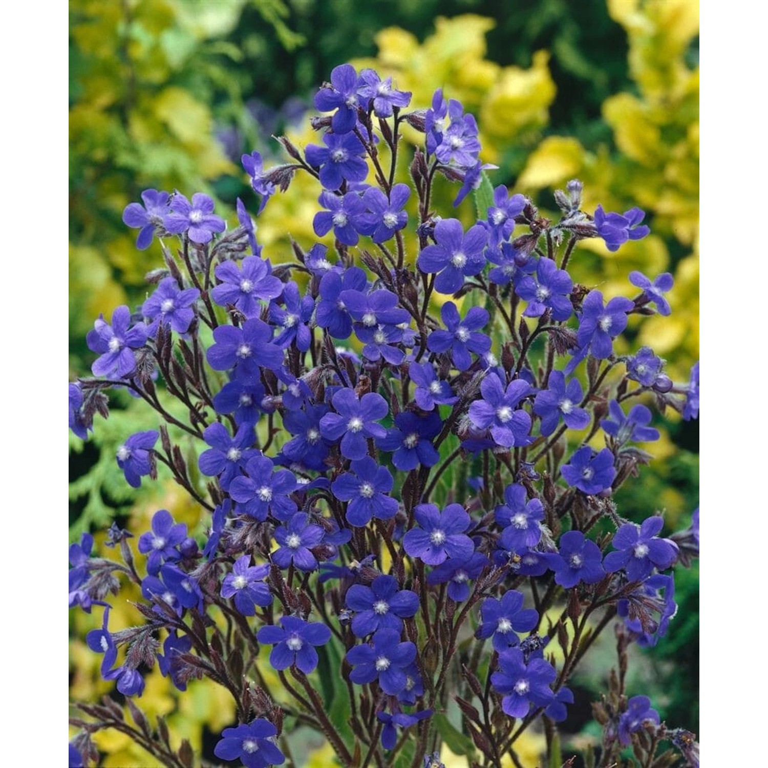 Anchusa Azurea Loddon Royalist Ochsenzunge Ca. 11x11 cm Topf günstig online kaufen