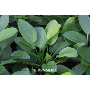 Dennerle Aquariumpflanze Echinodorus Cordifolius Mini mit hellgrünen Blättern.