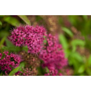 Nahaufnahme der roten Blüten der Spiraea Japonica Darts Red Sommerspiere.