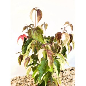 Japanischer Blumen Hartriegel Scarlet Fire Topfpflanze mit grünen und leuchtend roten Blättern. Ideal für Garten & Terrasse.