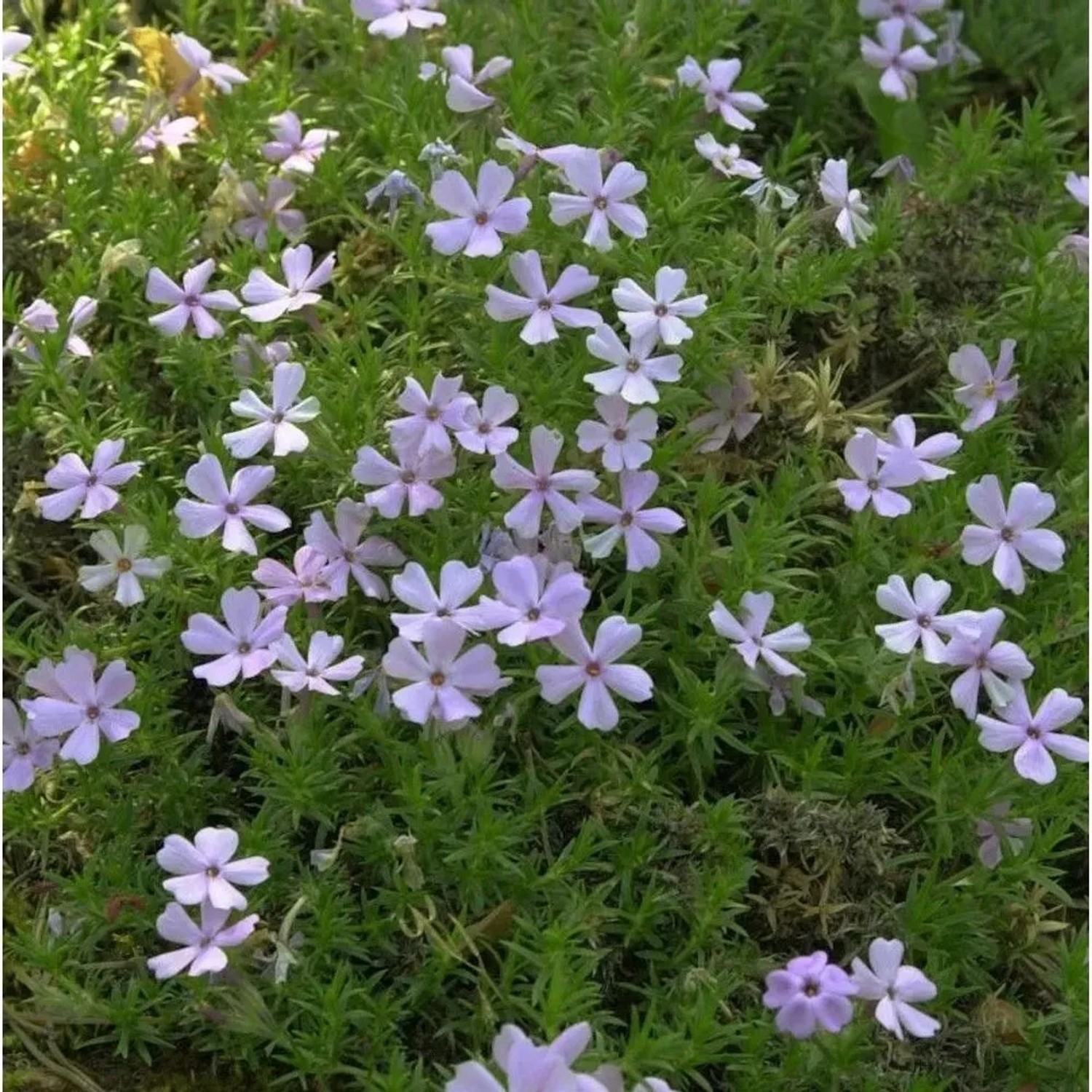 Teppich Flammenblume Rose Queen - Phlox douglasii