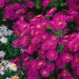 Kissenaster Starlight: Kompakt wachsende Staude mit leuchtend rosa Blüten.
