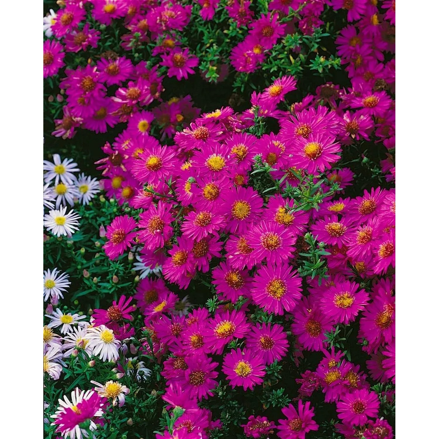 Kissenaster Starlight: Kompakt wachsende Staude mit leuchtend rosa Blüten.