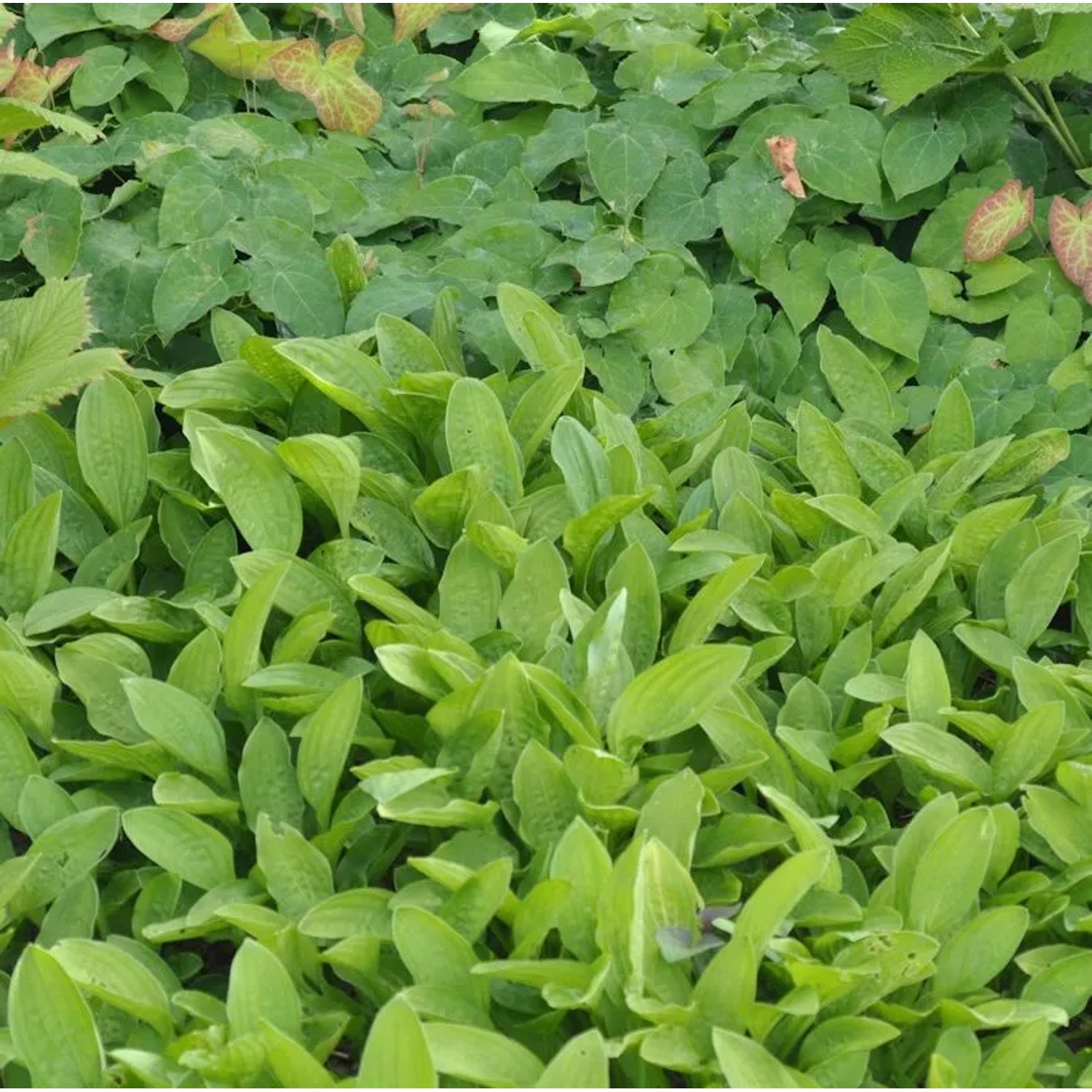Schmalblattfunkie Feather Boa - Hosta sieboldiana