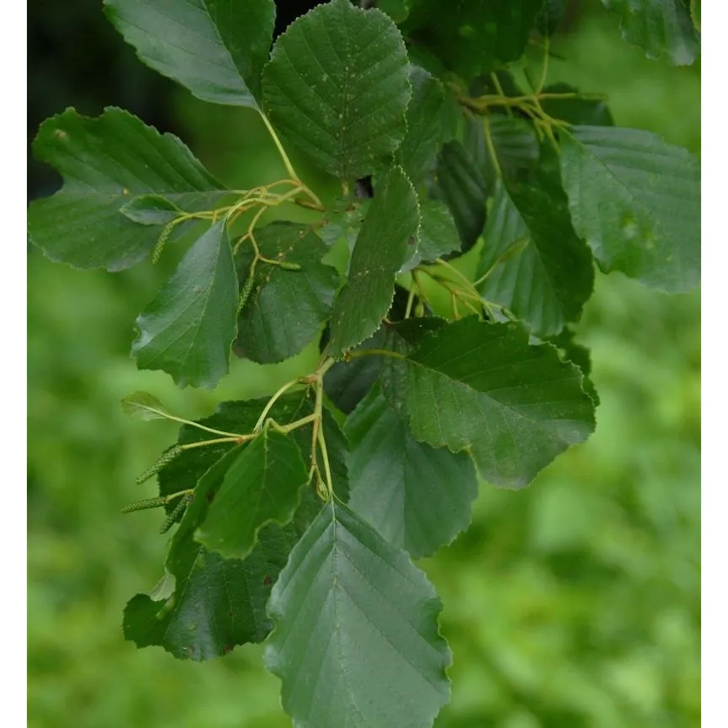 Roterle 125-150cm - Alnus glutinosa