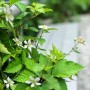 Blühende Brombeere Lucky Berry® im Topf, ca. 30-40 cm hoch.