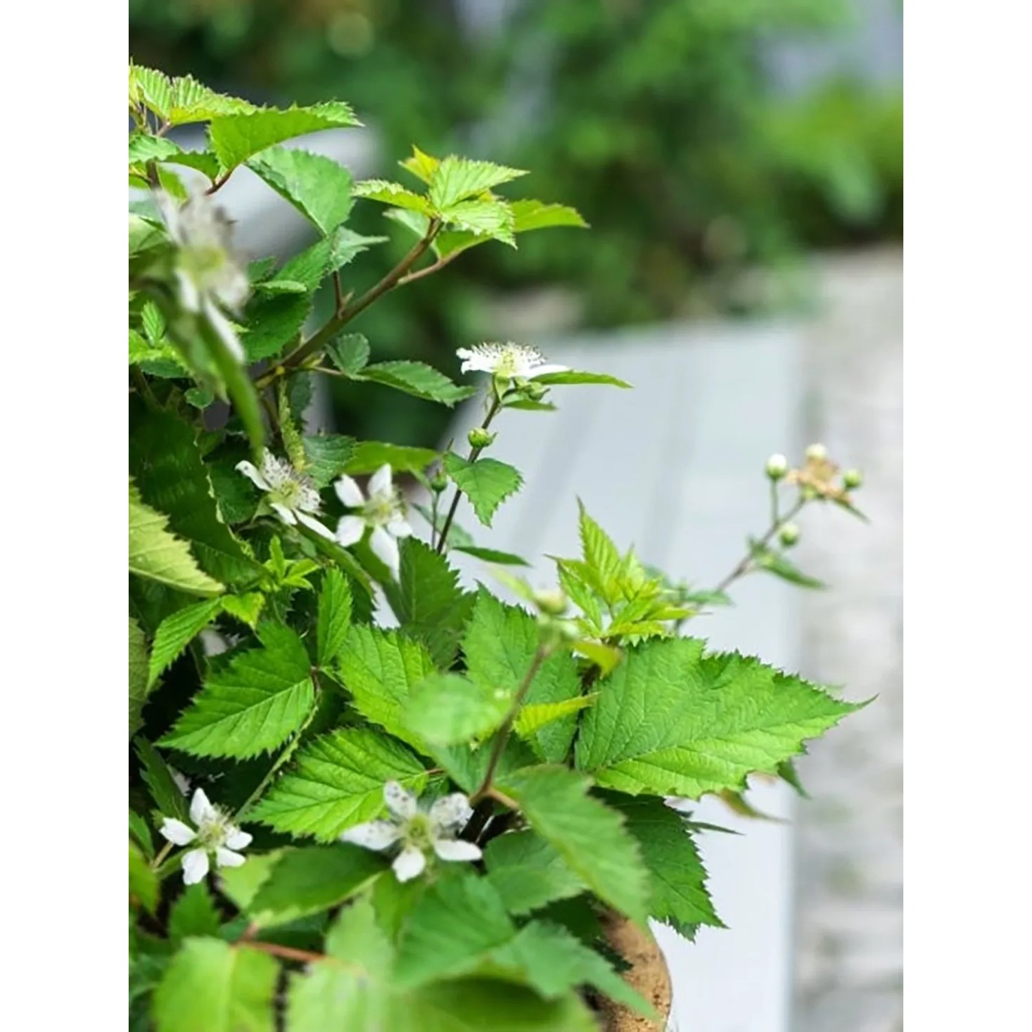 Blühende Brombeere Lucky Berry® im Topf, ca. 30-40 cm hoch.