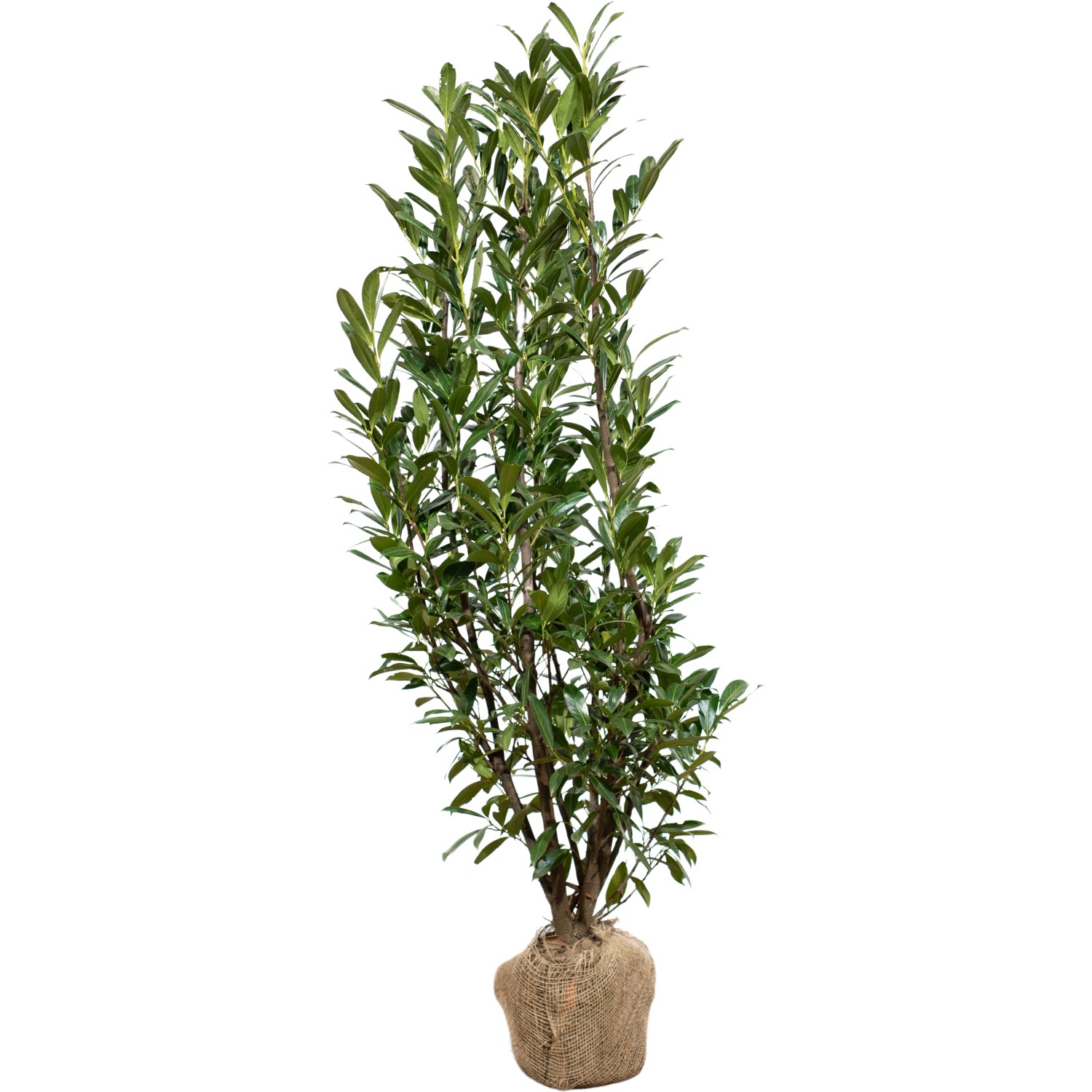 Kirschlorbeer Caucasica Set à 10 Stück Höhe ca. 150-175 cm Prunus laurocerasus