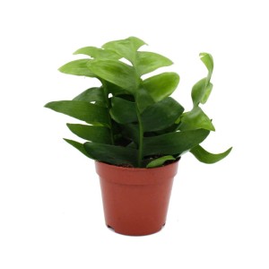 Sägeblatt-Kaktus (Epiphyllum anguliger) im 12cm Topf. Exotische Zimmerpflanze mit auffälligen Blättern.