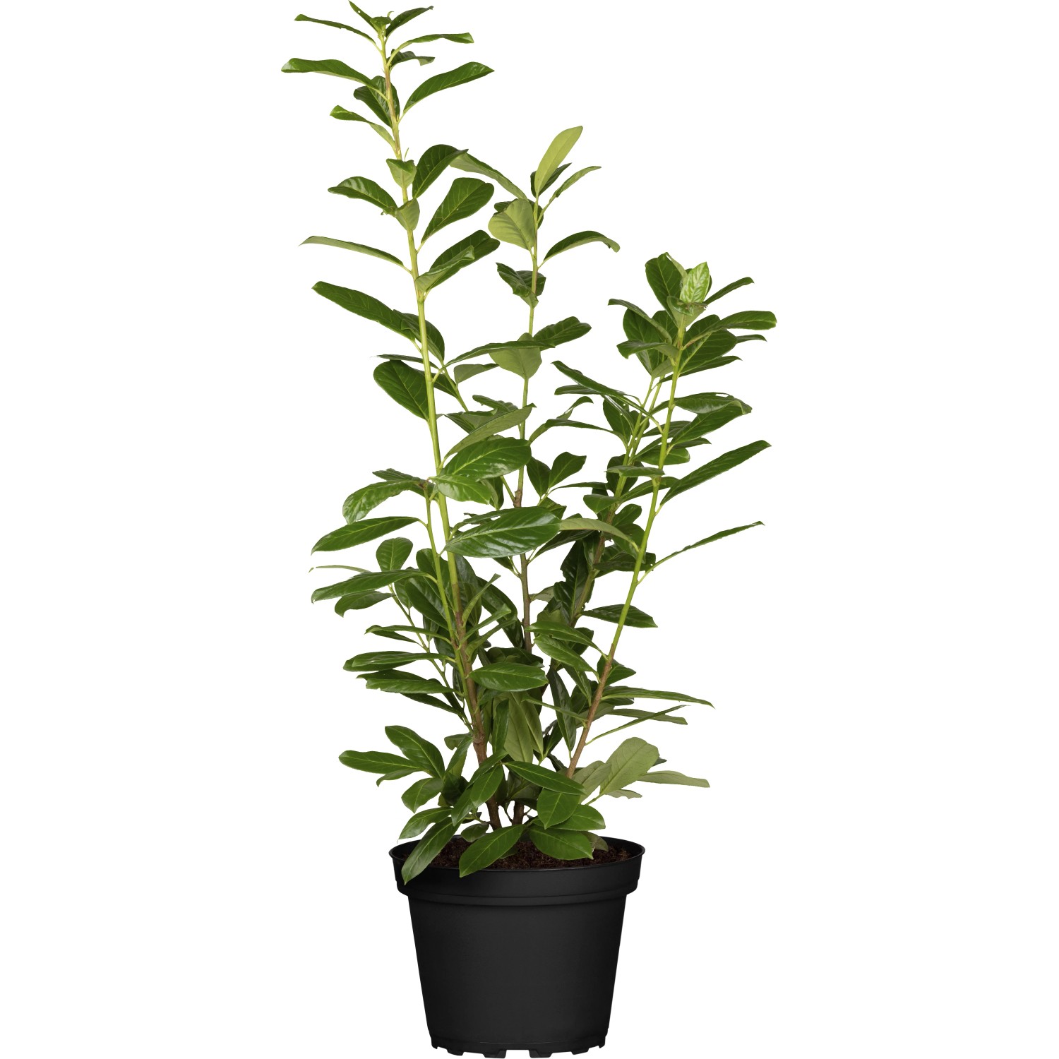 Kirschlorbeer Novita Set à 30 Stück Höhe ca. 60 - 80 cm Prunus,aurocerasus