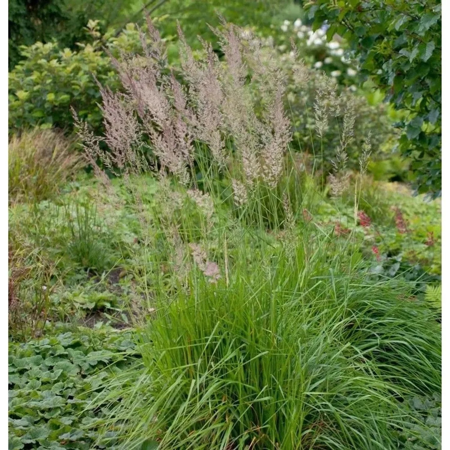 Goldflattergras - Millium effusum