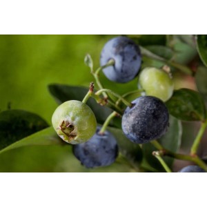 Nahaufnahme von Bluegold Heidelbeeren am Strauch, einige reif, andere grün.