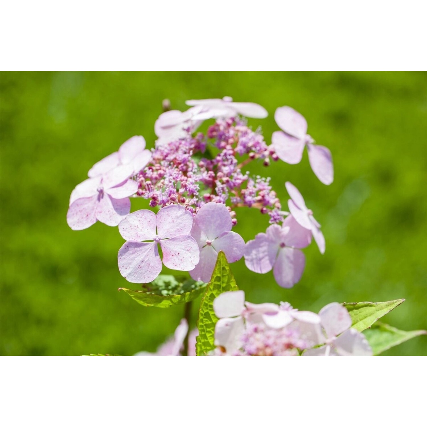 Hydrangea Serrata Hortensie Bluebird 30-40 cm günstig online kaufen