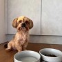 Ritzenhoff & Breker Taro Hundenapf-Set, 2-teilig mit Napfhalter und Hund.
