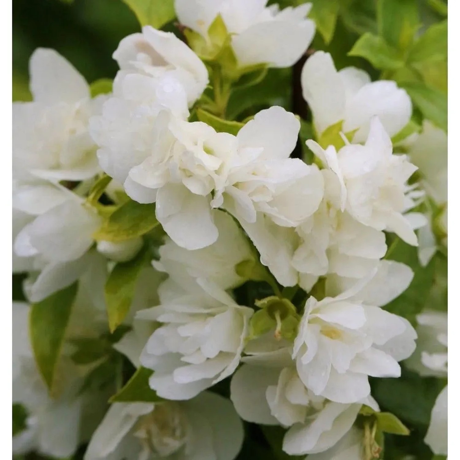 Gartenjasmin Manteau d Hermine 30-40cm - Philadelphus