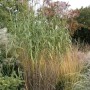 Hohes, grünes Riesenchinaschilf Elefantengras (Miscanthus floridulus) im Garten.