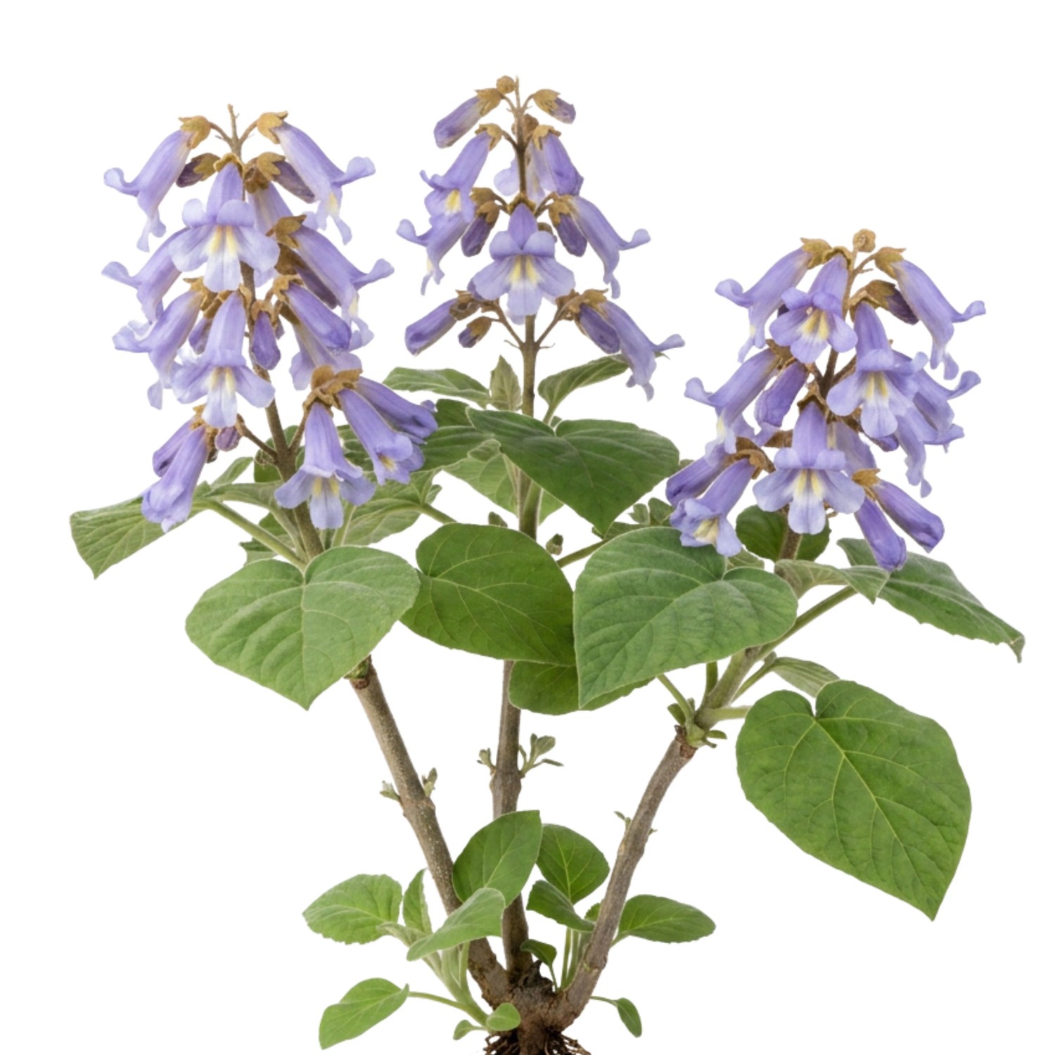 LaCaTho Blauglockenbaum Samen Paulownia Tomentosa 250 Samen Schnellwachsend