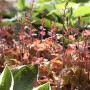 Heuchera Villosa Marmalade, orangefarbene Staude im 2L Container.