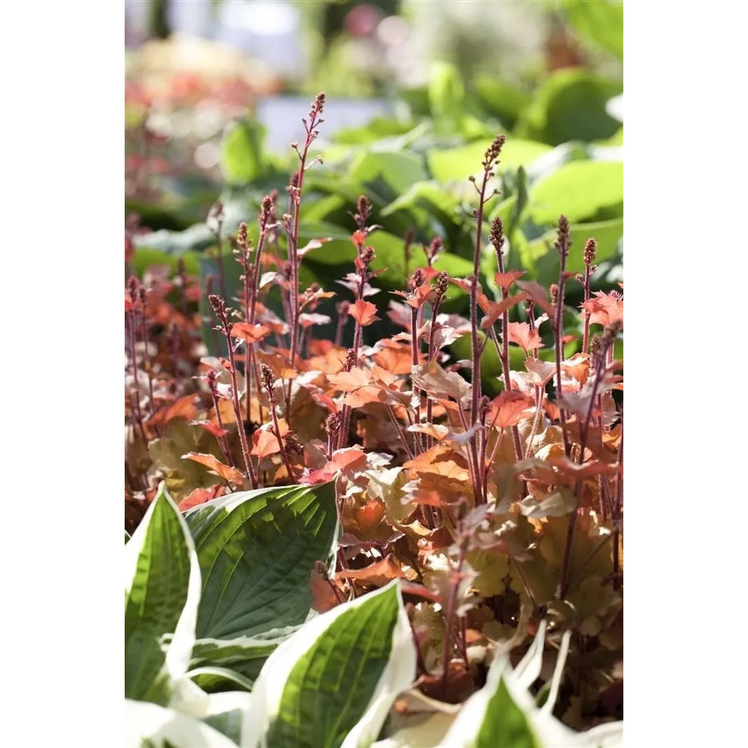 Heuchera Villosa Marmalade, orangefarbene Staude im 2L Container.