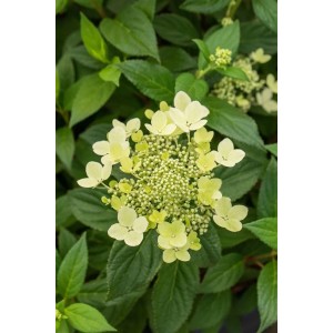 Rispenhortensie Hydrangea Paniculata, 40-60 cm, mit cremeweißen Blüten und grünen Blättern.
