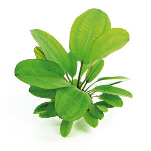 Dennerle Aquariumpflanze Echinodorus Dschungelstar Kleiner Bär mit grünen Blättern.