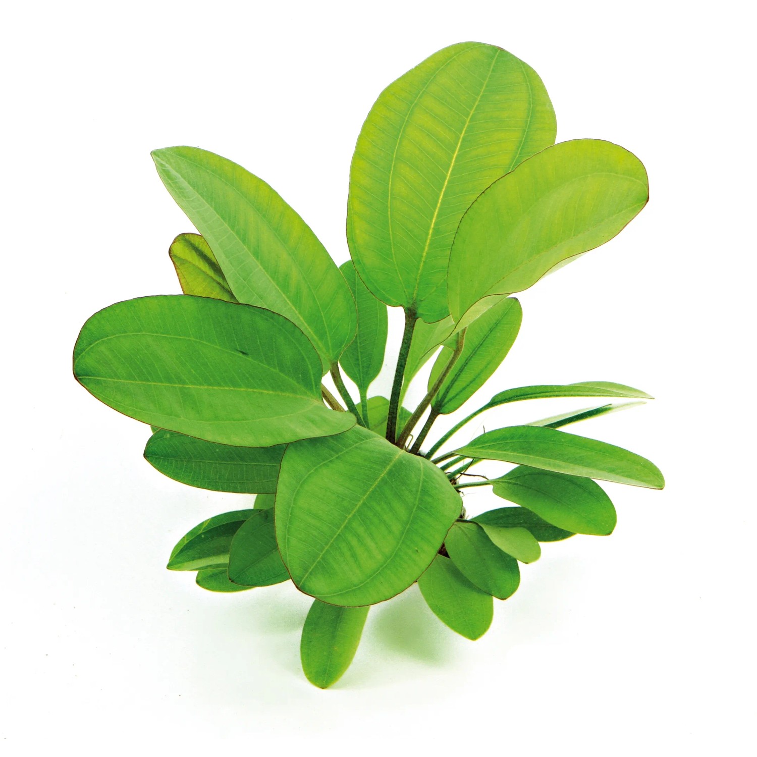 Dennerle Plants Aquariumpflanze Echinodorus Dschungelstar Nr. 2 Kleiner Bär