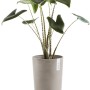 Ecopots Amsterdam Pflanztopf, halbhoch, braungrau, 50 cm, mit Pflanze.