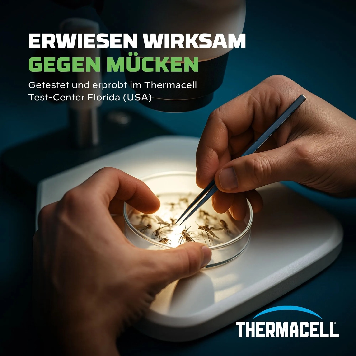 Mückenabwehr Test: Pinzette mit Mücken unter Mikroskop. Thermacell Mückenschutz.