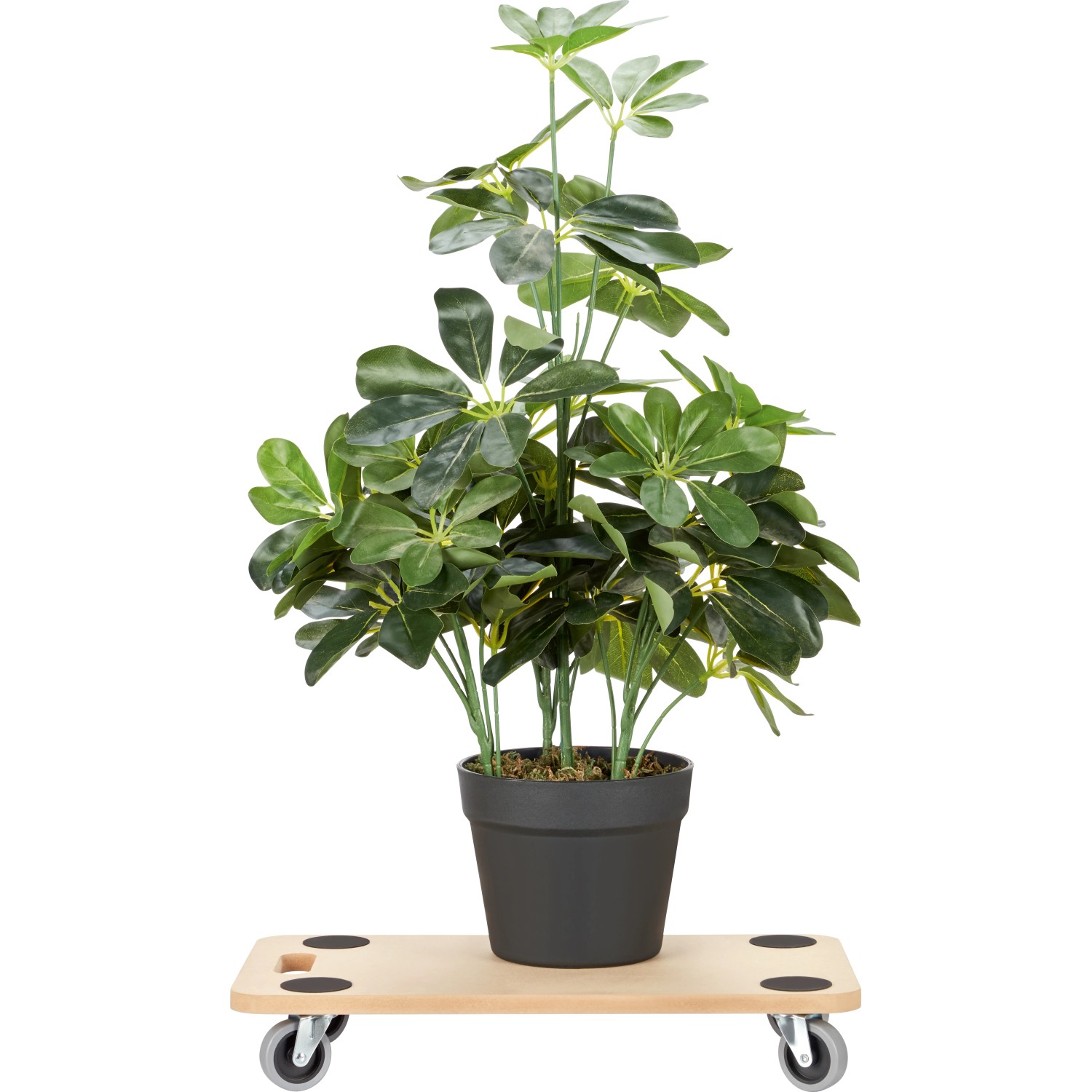 Transportbrett aus MDF mit Pflanze, 57,5x29x9,5 cm, bis 200 kg belastbar. Transporthilfe mit Rollen.