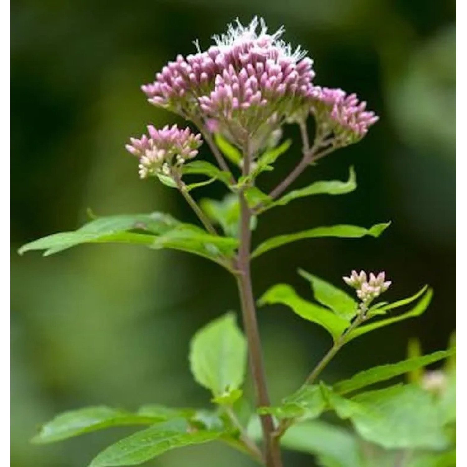 Rosa Wasserdost - Eupatorium cannabinum