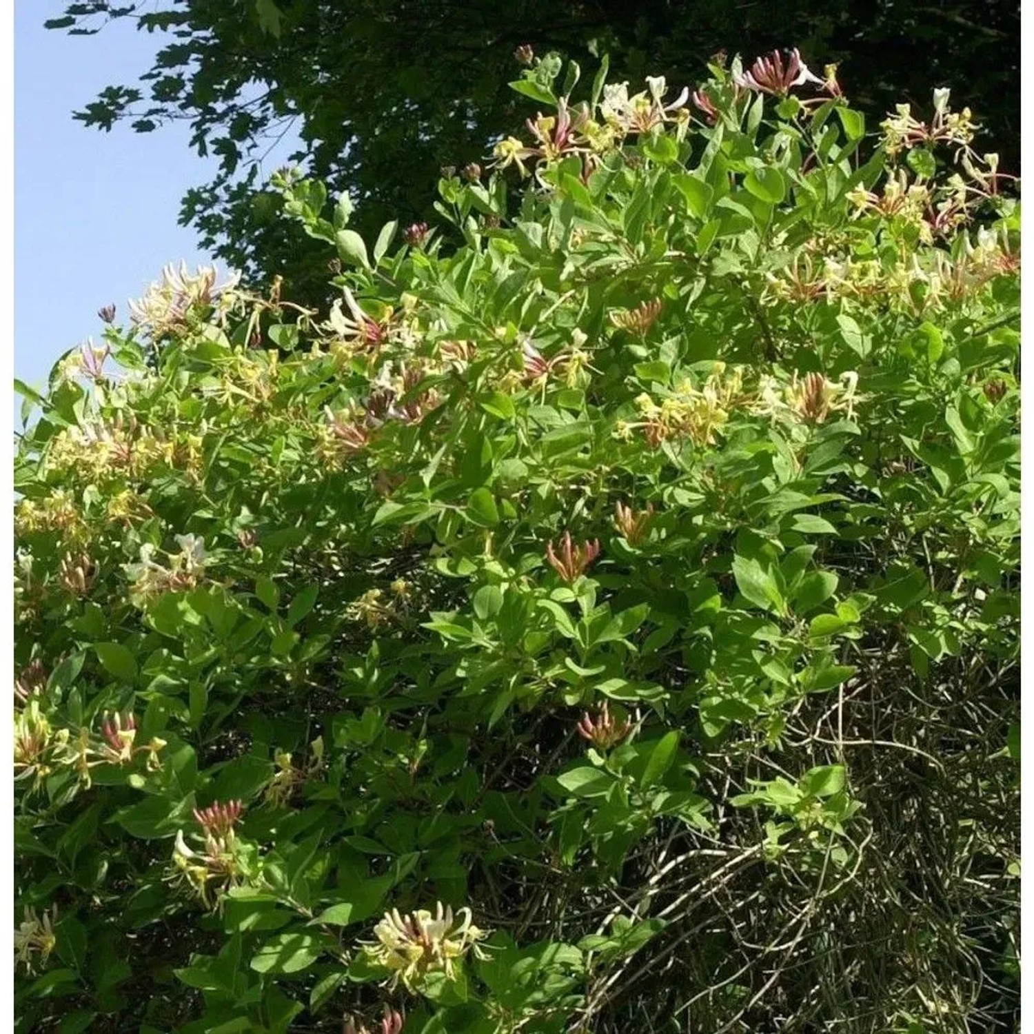 Waldgeisblatt Graham Thomas 60-80cm - Lonicera periclymenum