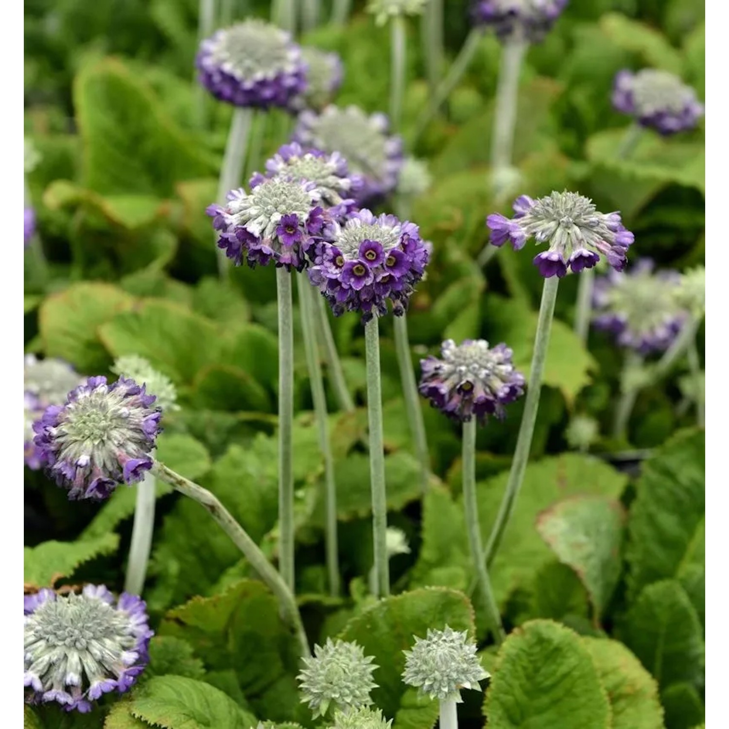 Kopf Primel Noverna Deep Blue - Primula capitata