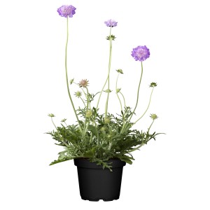 Blauviolette Tauben-Skabiose im Topf, eine attraktive Blütenstaude für sonnige Standorte.