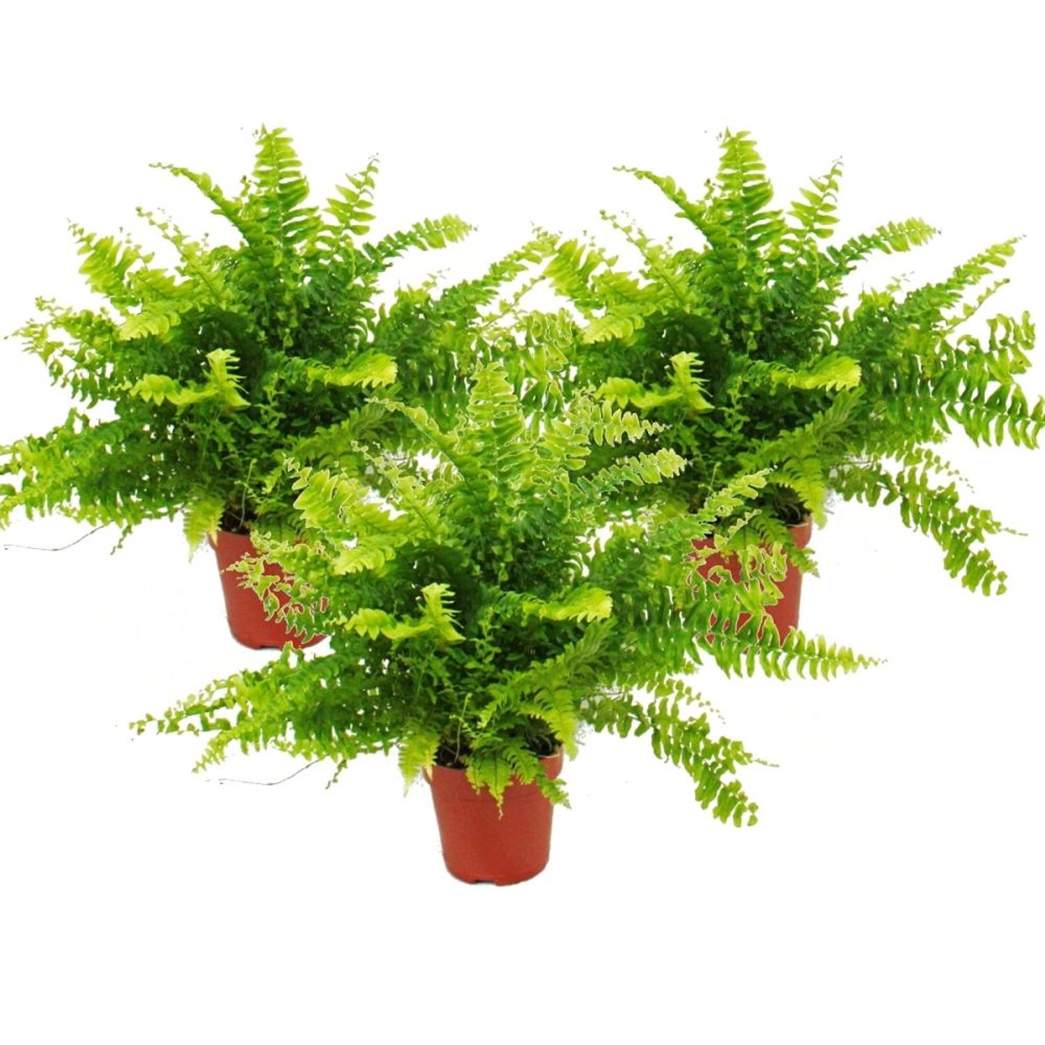 Exotenherz Nephrolepis 3er Set Schwertfarn 12cm günstig online kaufen