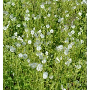 Weißer Storchenschnabel - Geranium maculatum