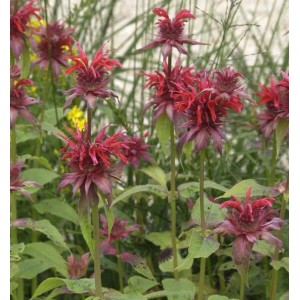 Foto der Indianernessel Cambridge Scarlet (Monarda fistulosa) mit roten Blüten im Garten.