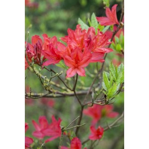 Blühender Rhododendron Luteum Satan mit leuchtend gelben Blüten, Detailaufnahme.