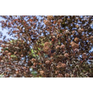 Nahaufnahme der schwarzlaubigen Blasenspiere 'All Black' (Physocarpus opulifolius) mit Blütenständen.