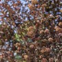 Nahaufnahme der schwarzlaubigen Blasenspiere 'All Black' (Physocarpus opulifolius) mit Blütenständen.
