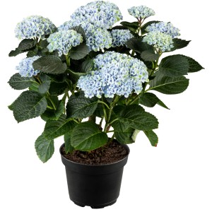 Blaue Bauernhortensie Magical Juwel im 5 l Topf, ca. 30-40 cm hoch.