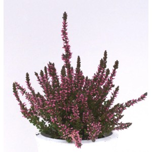 10x Knospenheide Gardengirls Susanne mit purpurroten Blüten im Topf.