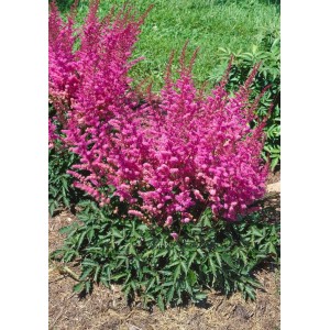 Violette Astilbe Chinensis 'Veronica Klose' (Prachtspiere) im 9x9 cm Topf.