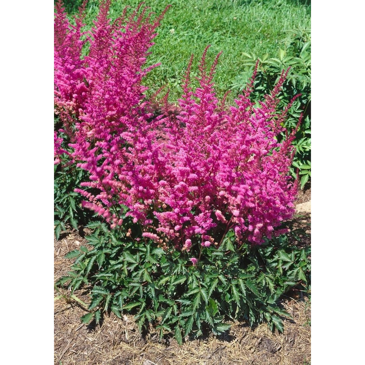 Astilbe Chinensis Veronica Klose Prachtspiere Ca. 9x9 cm Topf günstig online kaufen