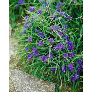 Tradescantia Leonora Dreimasterblume mit violetten Blüten und grünen Blättern im 9x9 cm Topf.