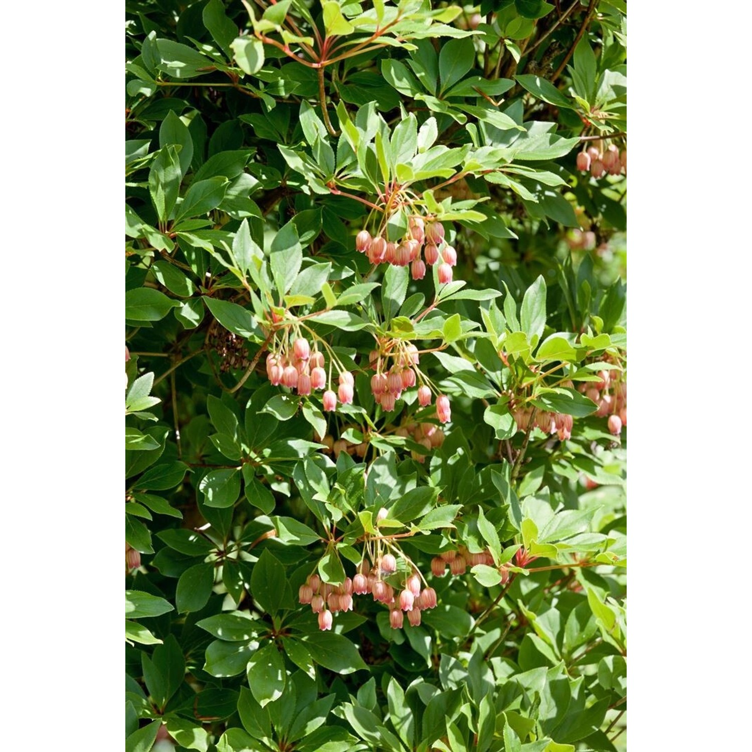 Enkianthus Campanulatus Wallaby Japanischer Fächerstrauch 40–60 cm günstig online kaufen
